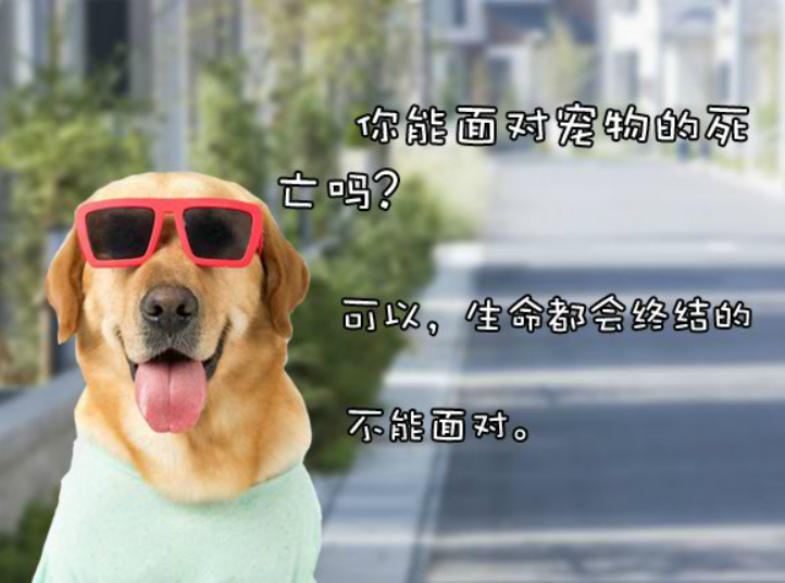 测你和神犬小七有缘吗