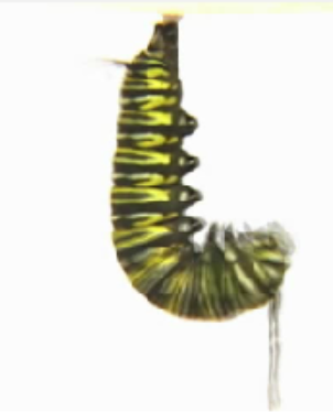 Caterpillar