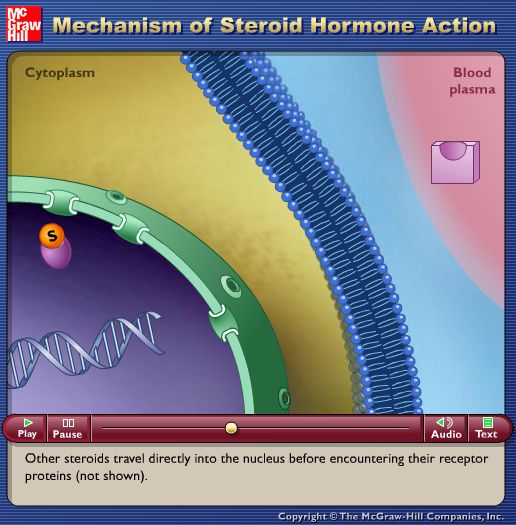 Mechanism of Steroid Hormone Action