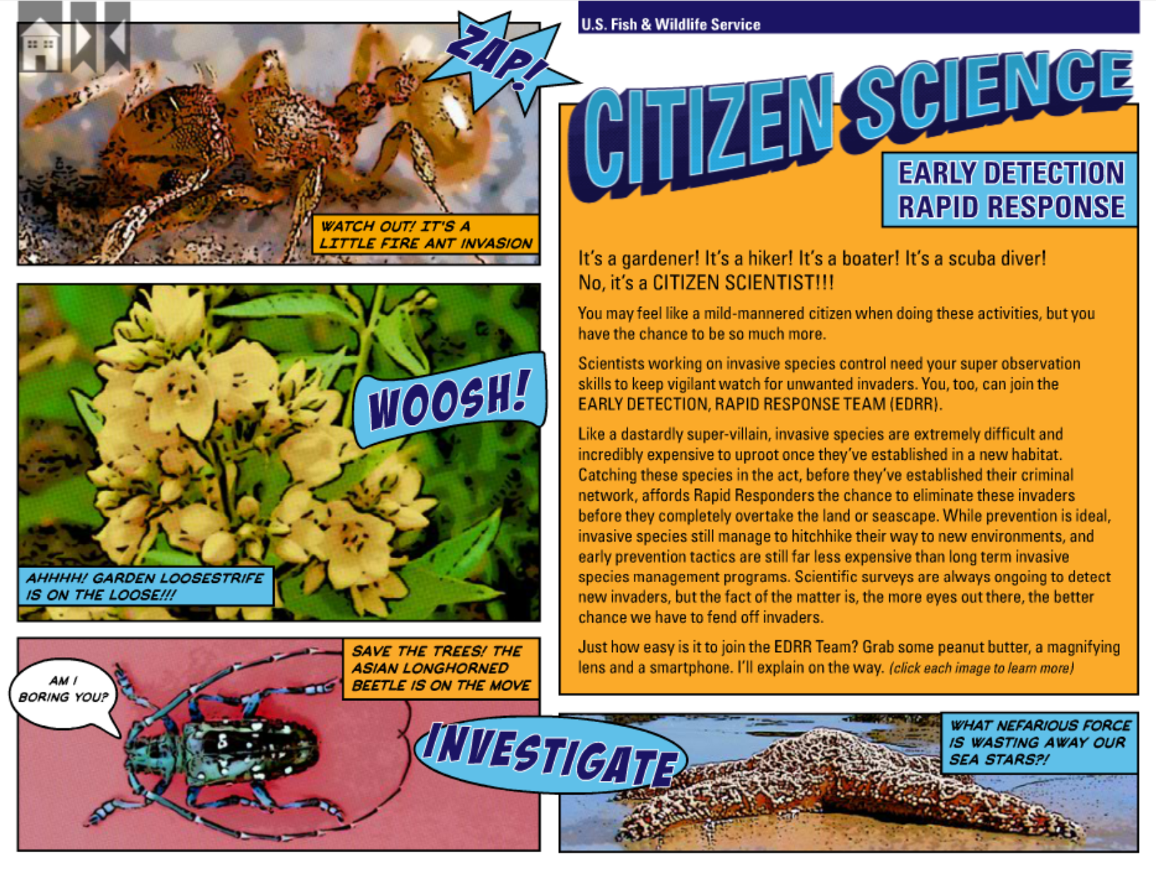 Invasives Quarterly - Spring 2014