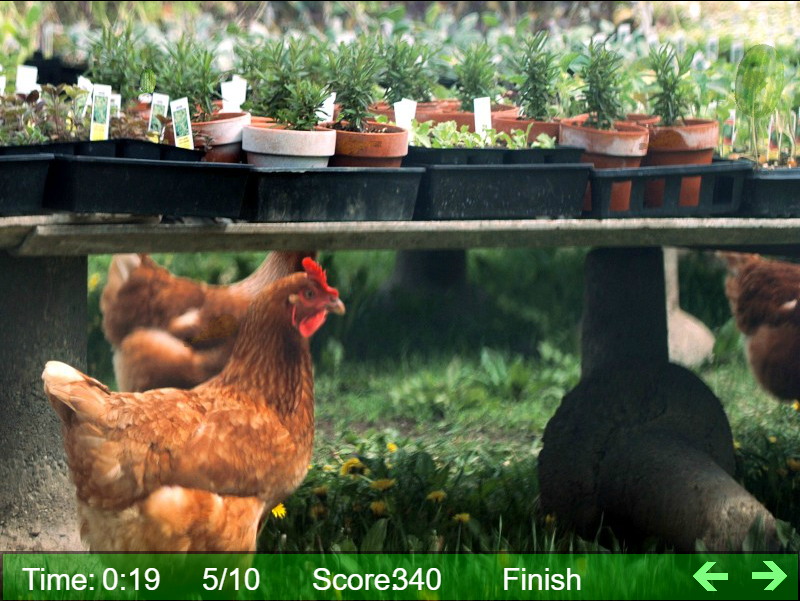 Hidden Objects: Chicken And Watermelon