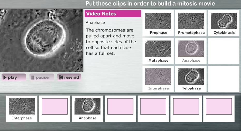 Mitosis