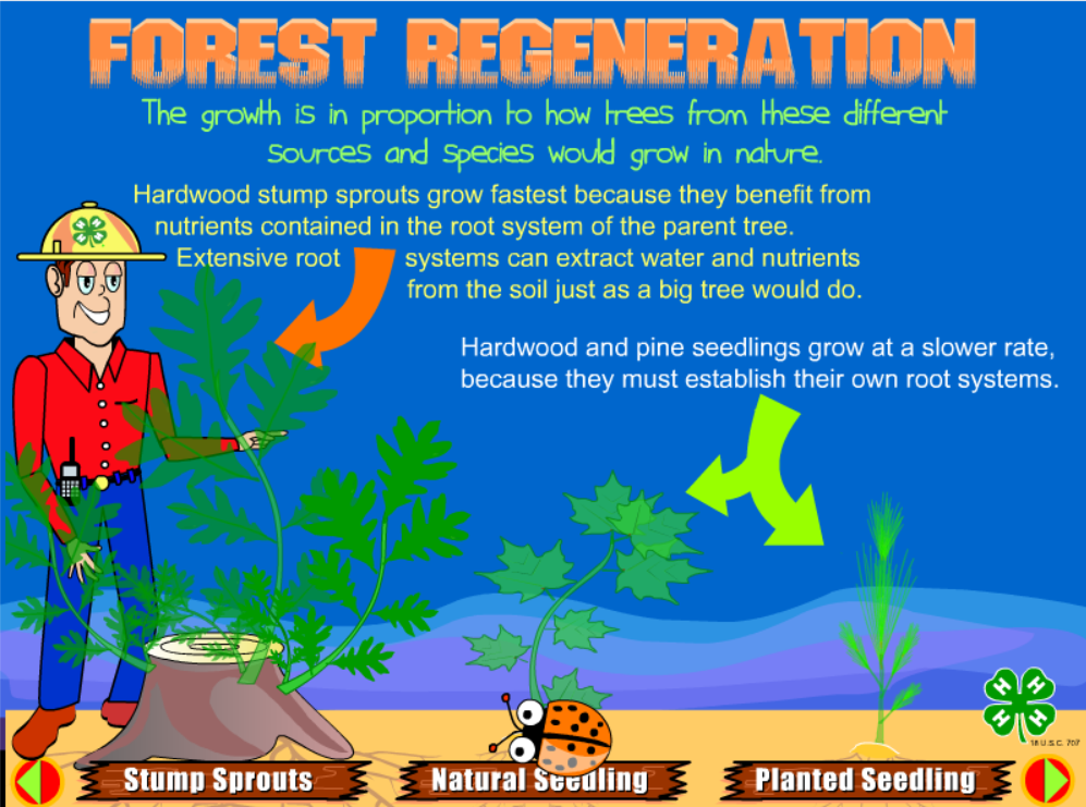 Trees: The Renewable Resource