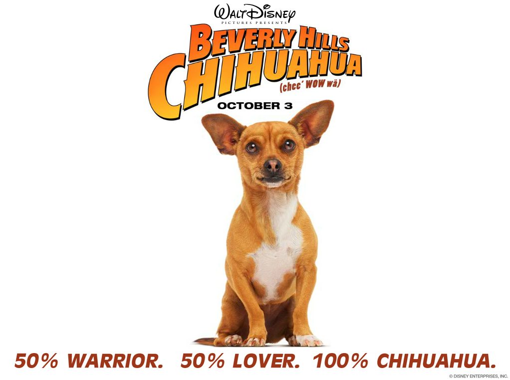 Beverly Hills Chihuahua Screensaver