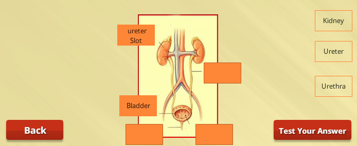 Urinary System