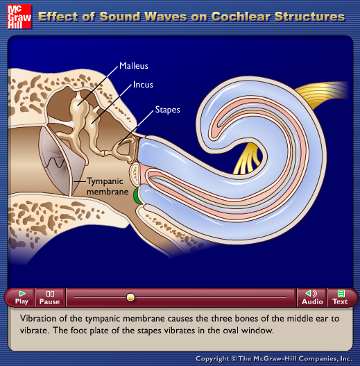 Effect of Sound Waves on Cochlear Structures