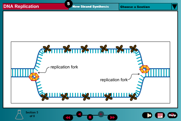 DNA Replication
