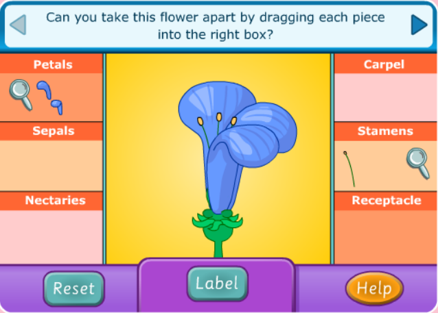 Life Cycle of a Plant