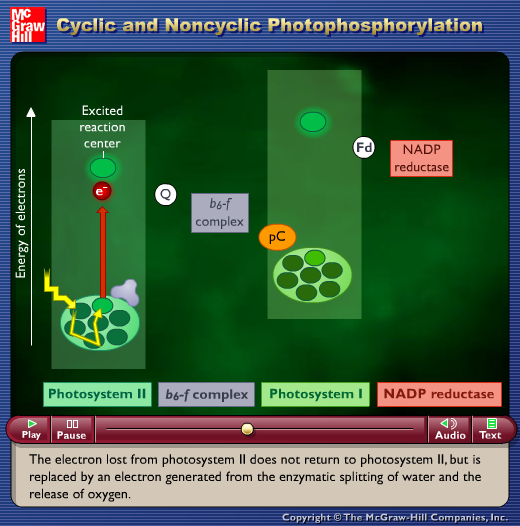 Cyclic and Noncyclic Photophosphorylation