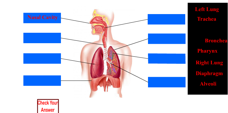 The Respiratory System