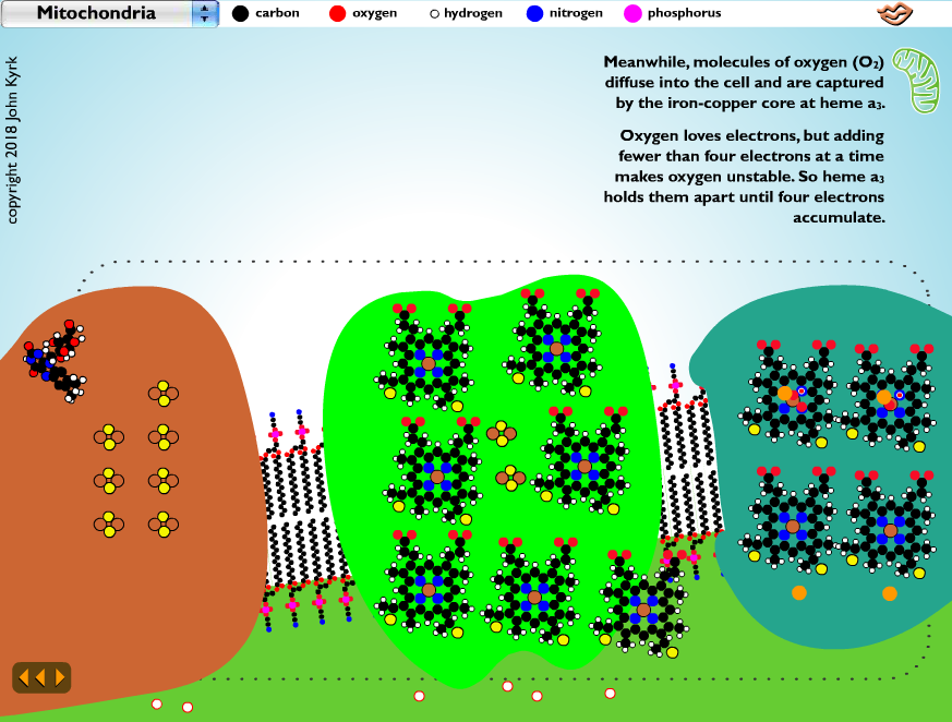 Mitochondria/Electron Transport