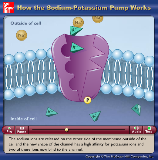 How the Sodium Potassium Pump Works