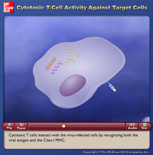 Cytotoxic T-Cell Activity against Target Cells