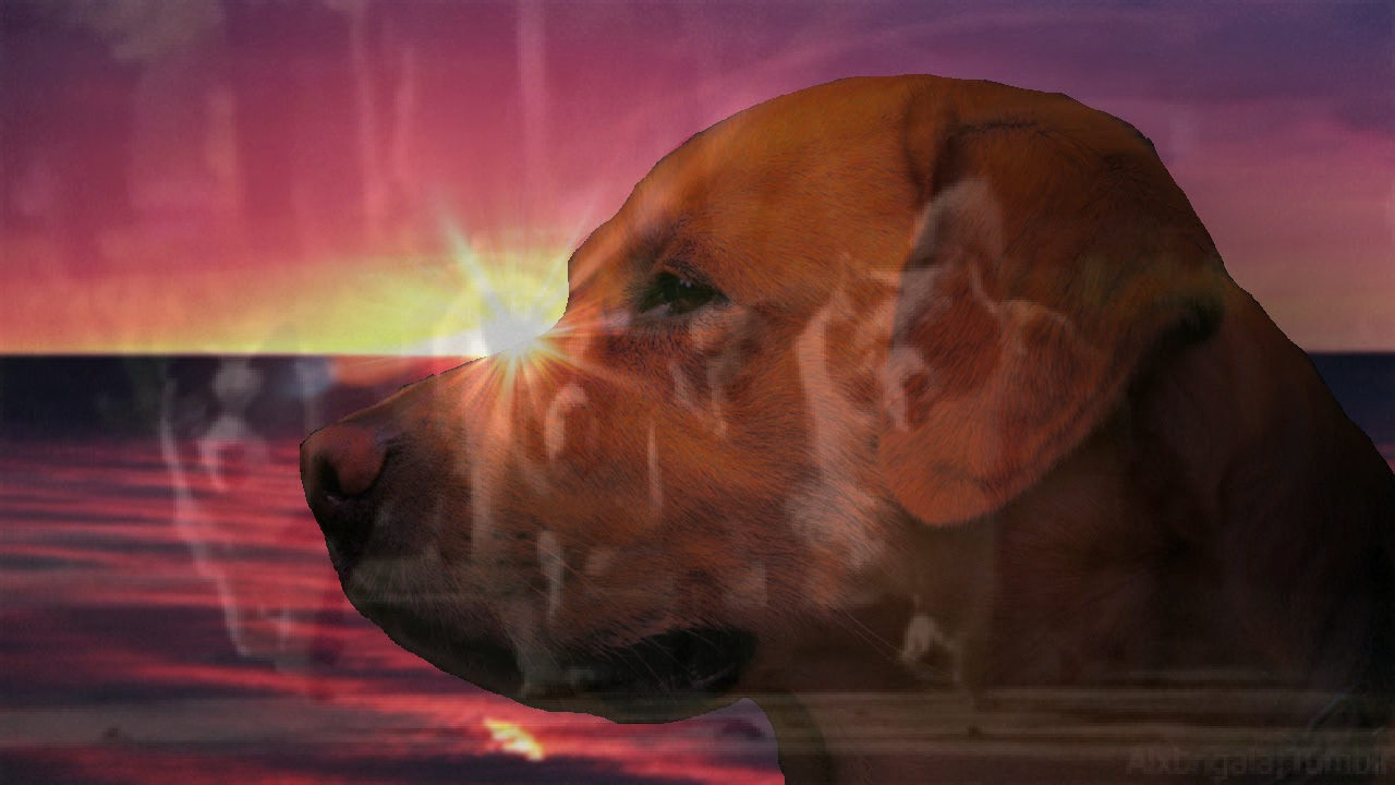 LET THE DOGS RUN FREE