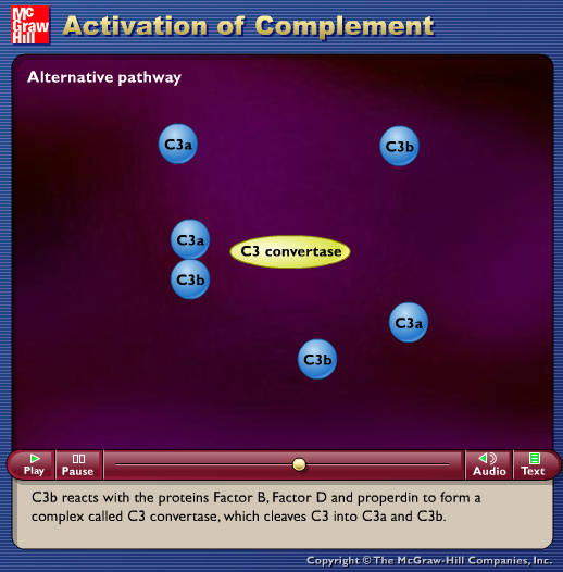 Activation of Complement