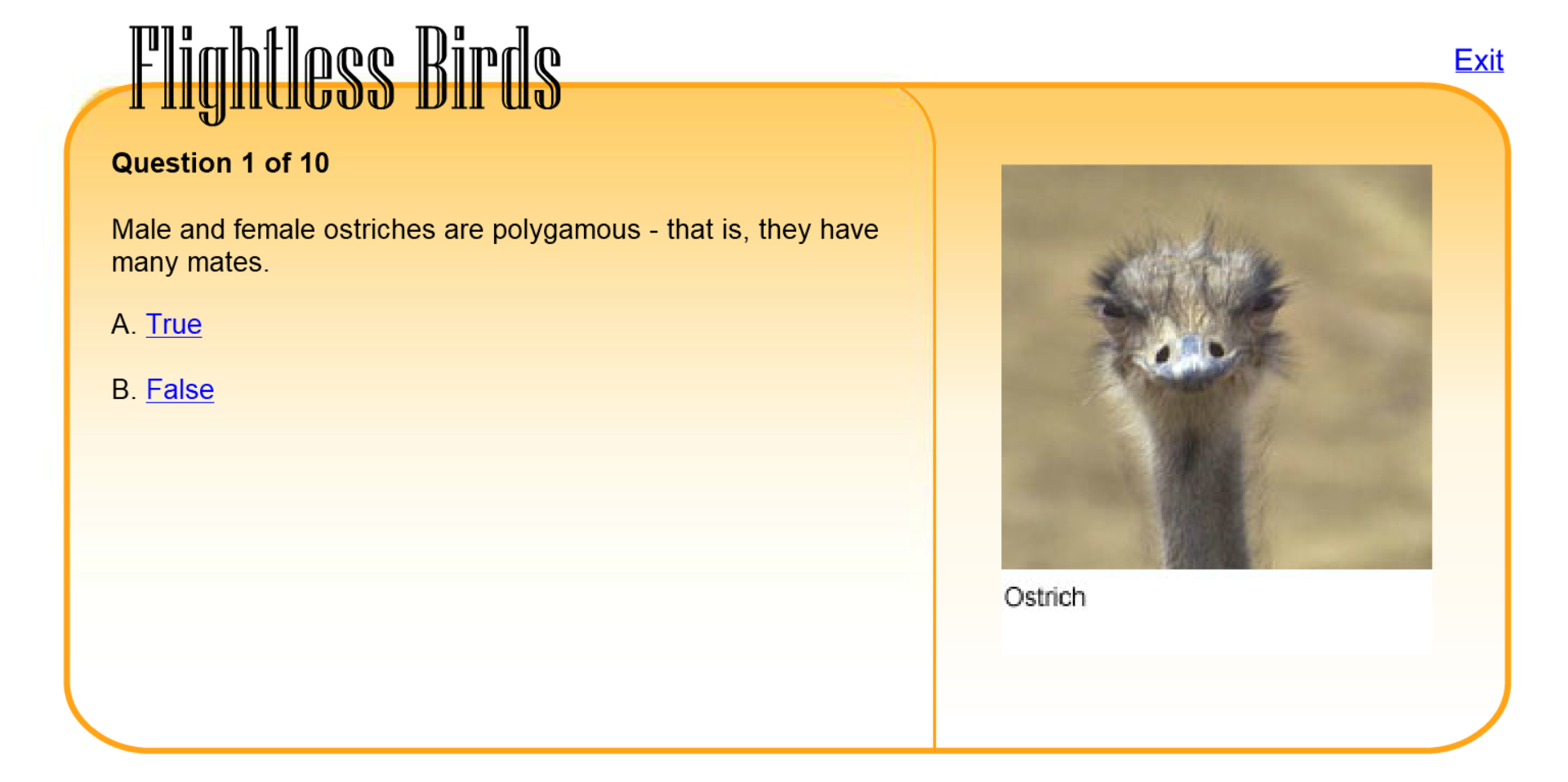 Flightless Birds Quiz