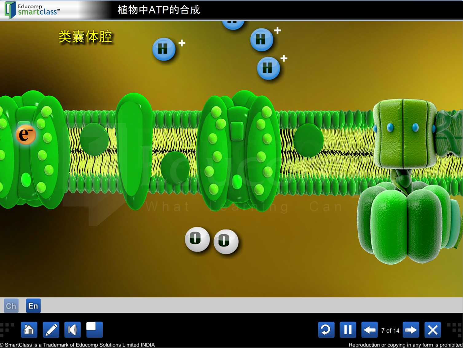 植物中ATP的合成