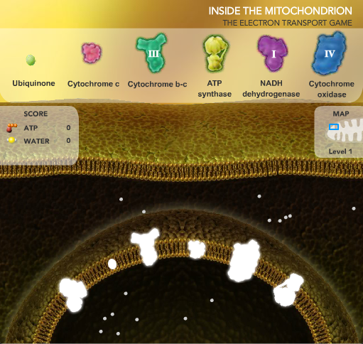 Inside the Mitochondrion: The Electron Transport Game