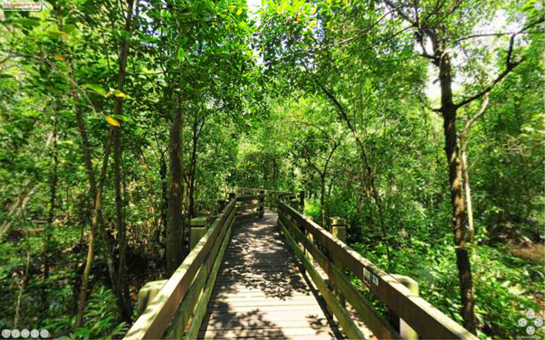 Sungei Buloh Wetland Reserve - Mangrove Boardwalk Part A Virtual Reality Image