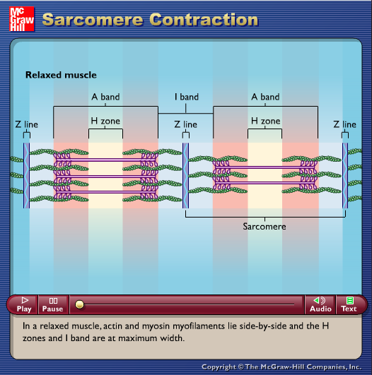 Sarcomere Contraction