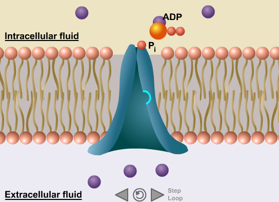 Primary Active Transport