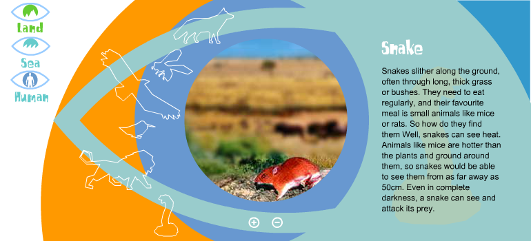 What Do Animals See?