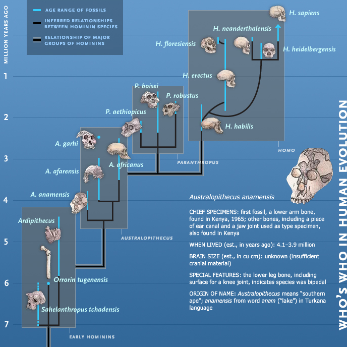 Who's Who In Human Evolution