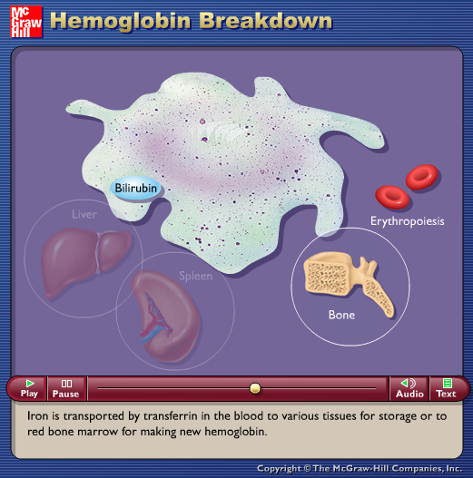 Hemoglobin Breakdown