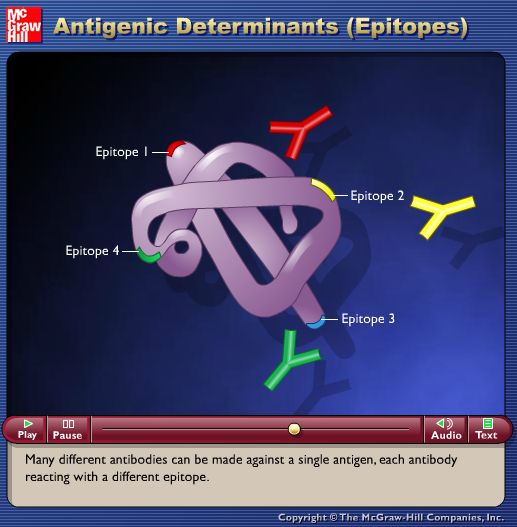 Antigenic Determinants (Epitopes)