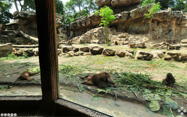 Singapore Zoo Hamadryas Baboons Virtual Reality Image