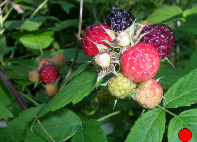 Electric Blackberries