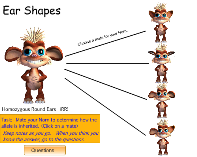 Norn Genetics - Multiple Allele Trait