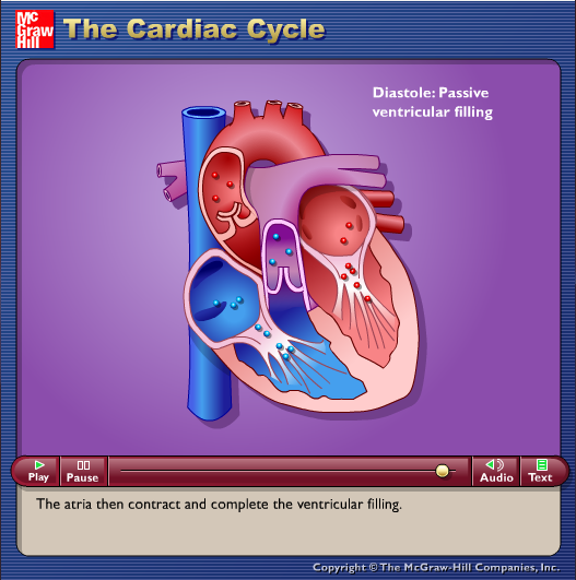 The Cardiac Cycle