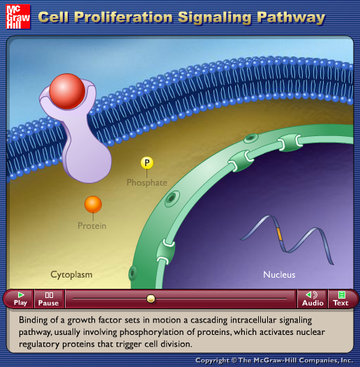 Cell Proliferation Signaling Pathway