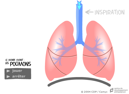 Le Monde Vivant : Les Poumons