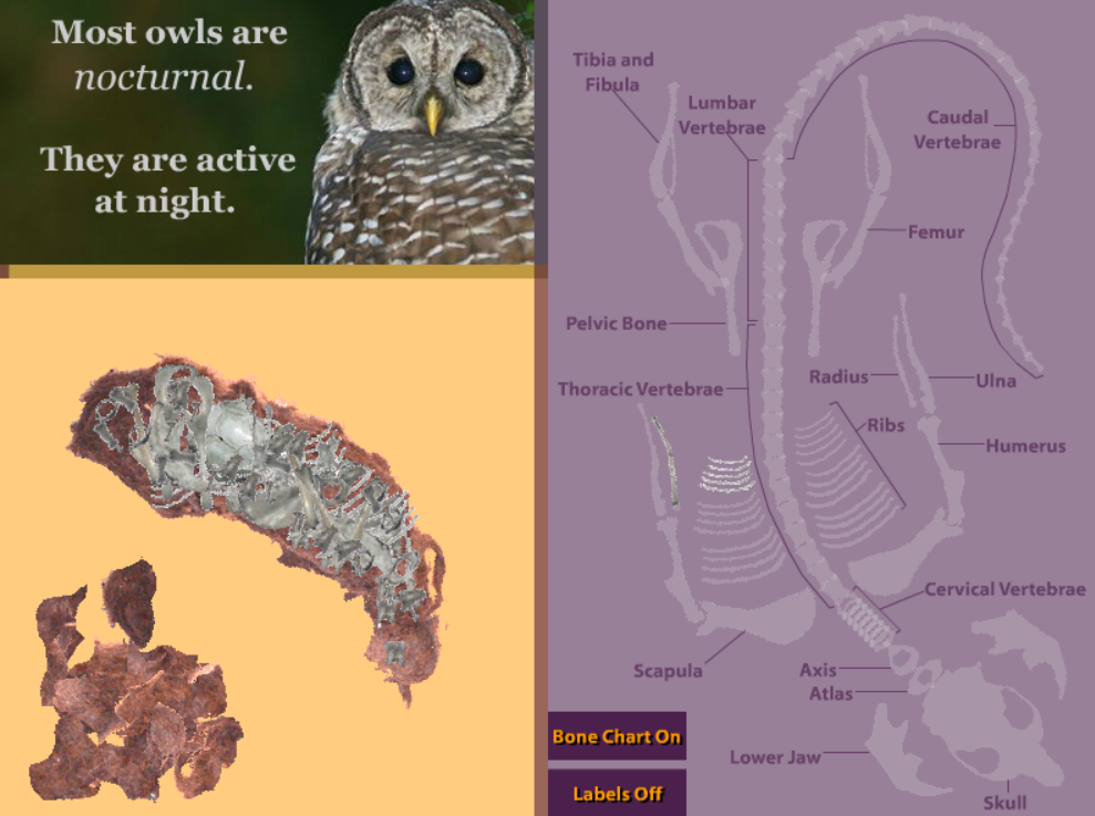 Virtual Owl Pellet Dissection