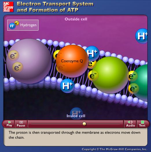 Electron Transport System and Formation of ATP