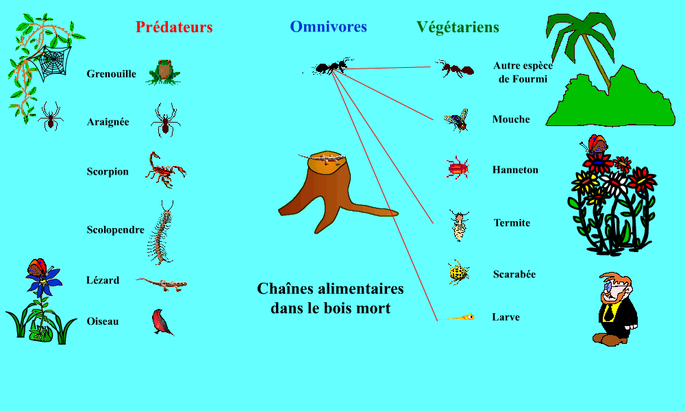 Chaînes alimentaires dans le bois mort