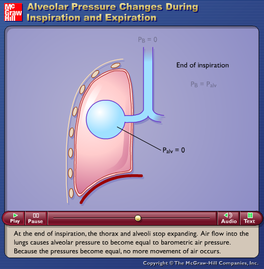 Alveolar Pressure Changes During Inspiration and Expiration