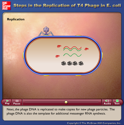 Steps in the Replication of T4 Phage in E. Coli