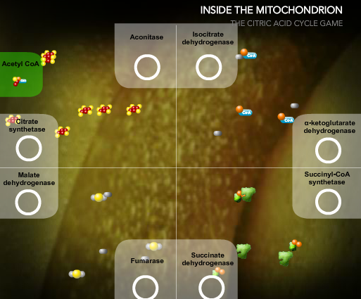 Inside the Mitochondrion: The Citric Acid Cycle Game