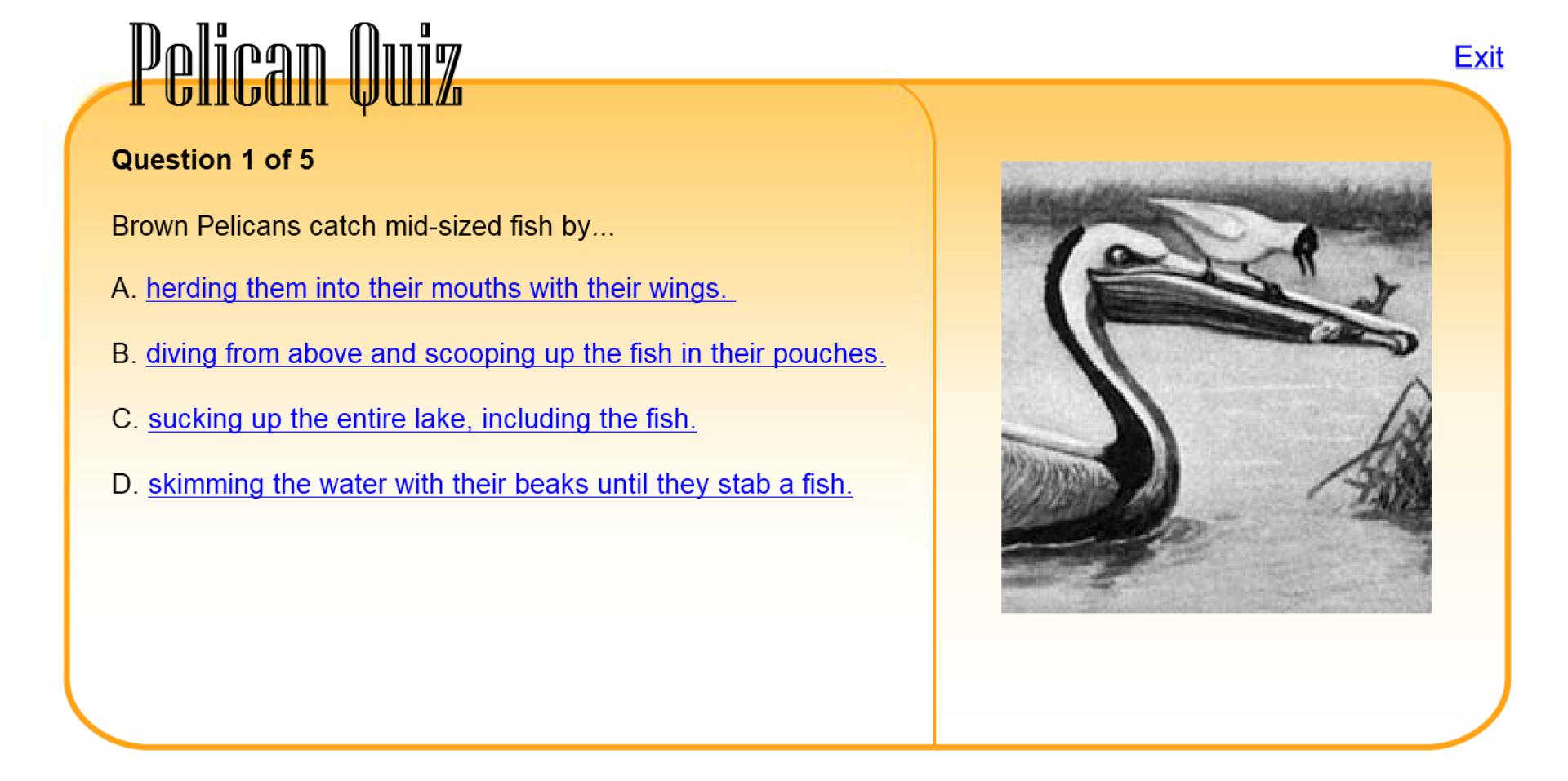 Pelican Quiz