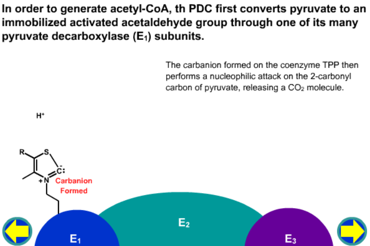 The Pyruvate Dehydroxygenase Complex