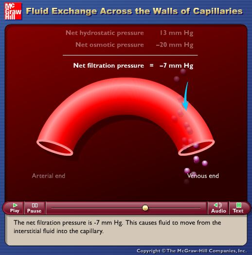 Fluid Exchange Across the Walls of Capillaries