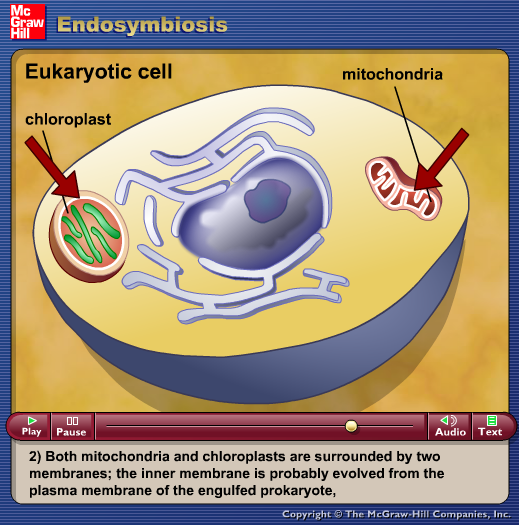 Endosymbiosis