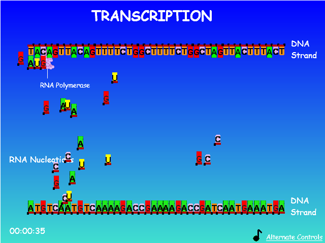 Protein Synthesis Race!