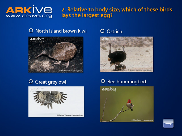 ARKive's Eggstraordinary quiz