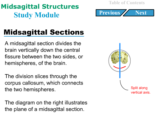 Human Brain Anatomy Study Module