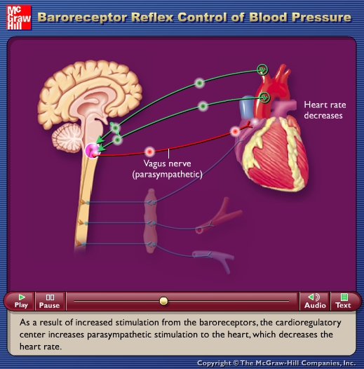 Baroreceptor Reflex Control of Blood Pressure