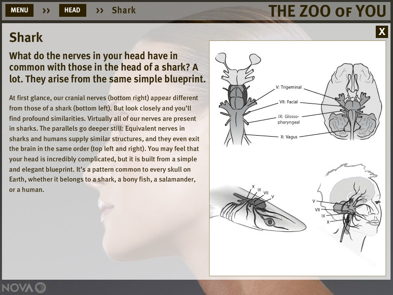 The Zoo of You